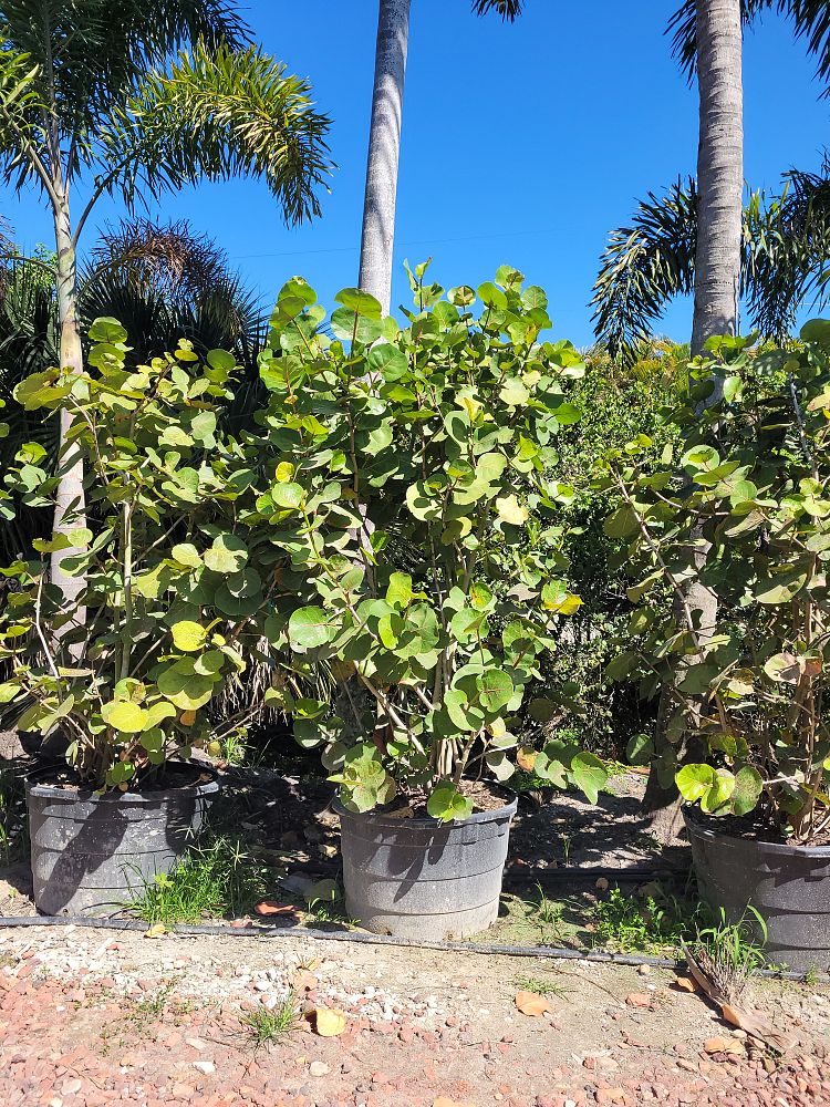 coccoloba-uvifera-sea-grape-seagrape