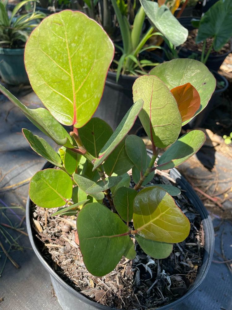 coccoloba-uvifera-sea-grape-seagrape