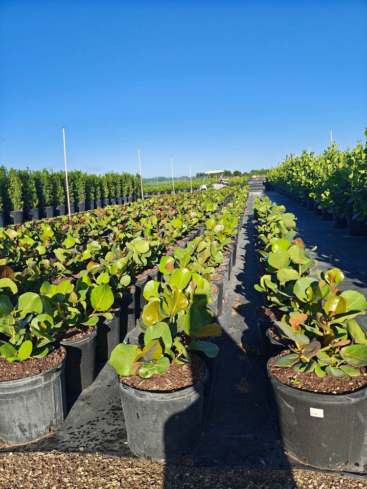 coccoloba-uvifera-sea-grape-seagrape