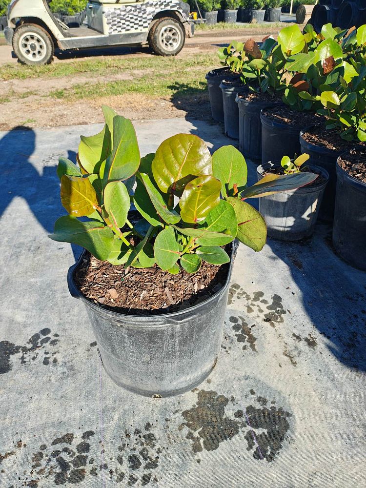 coccoloba-uvifera-sea-grape-seagrape