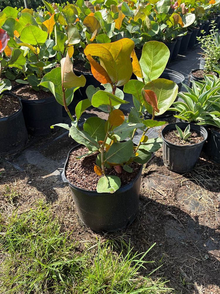 coccoloba-uvifera-sea-grape-seagrape