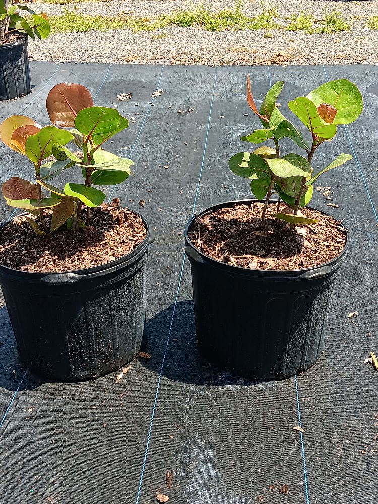 coccoloba-uvifera-sea-grape-seagrape
