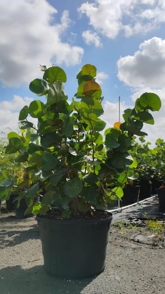 coccoloba-uvifera-sea-grape-seagrape