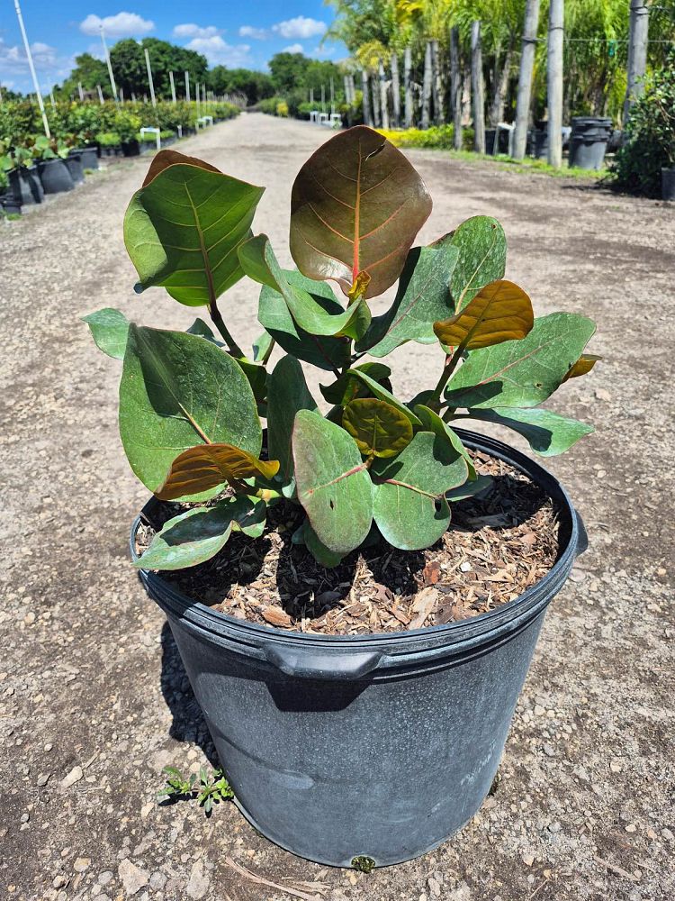 coccoloba-uvifera-sea-grape-seagrape