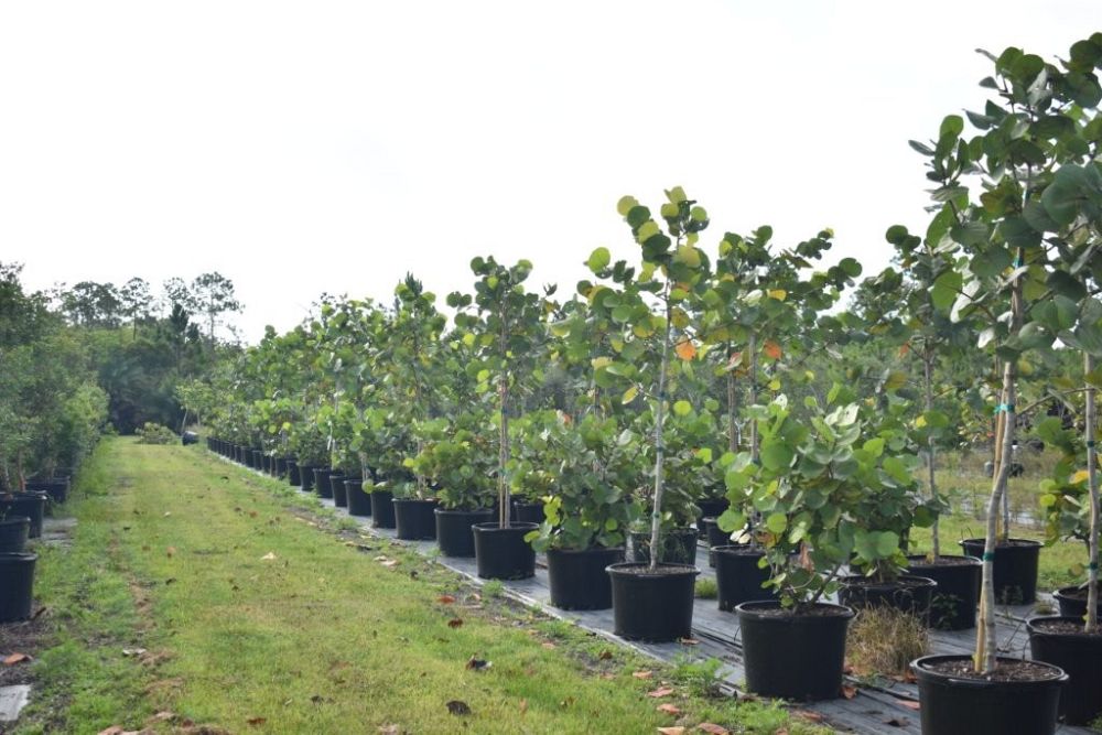 coccoloba-uvifera-sea-grape-seagrape