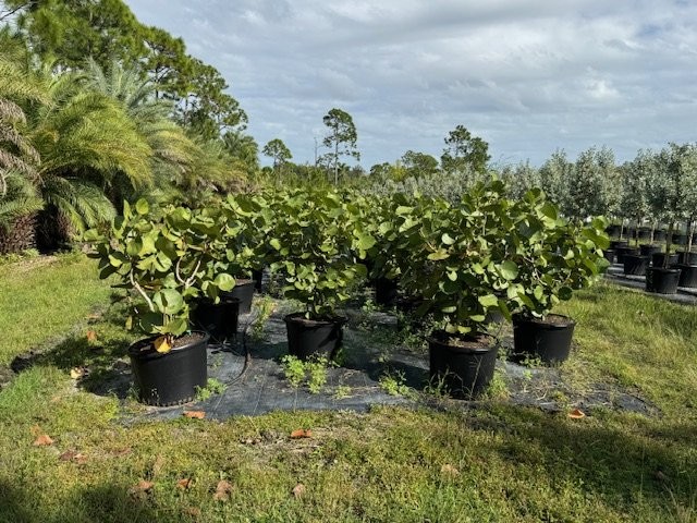 coccoloba-uvifera-sea-grape-seagrape