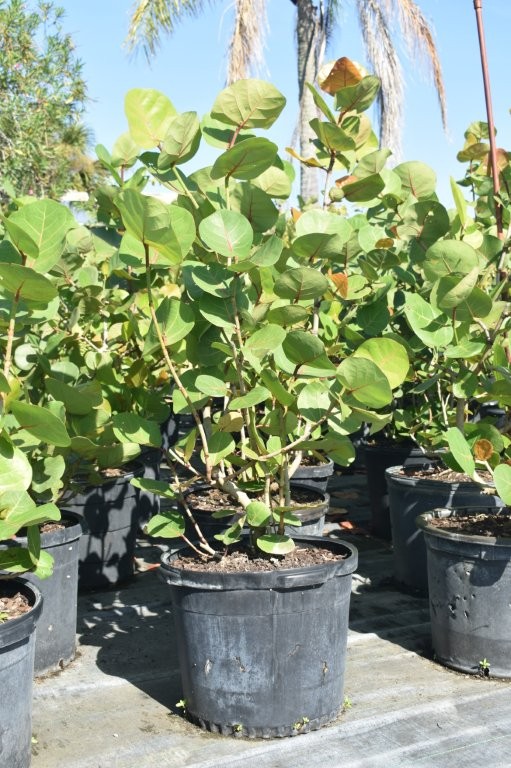 coccoloba-uvifera-sea-grape-seagrape