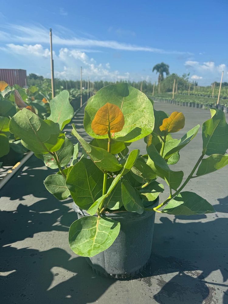 coccoloba-uvifera-sea-grape-seagrape