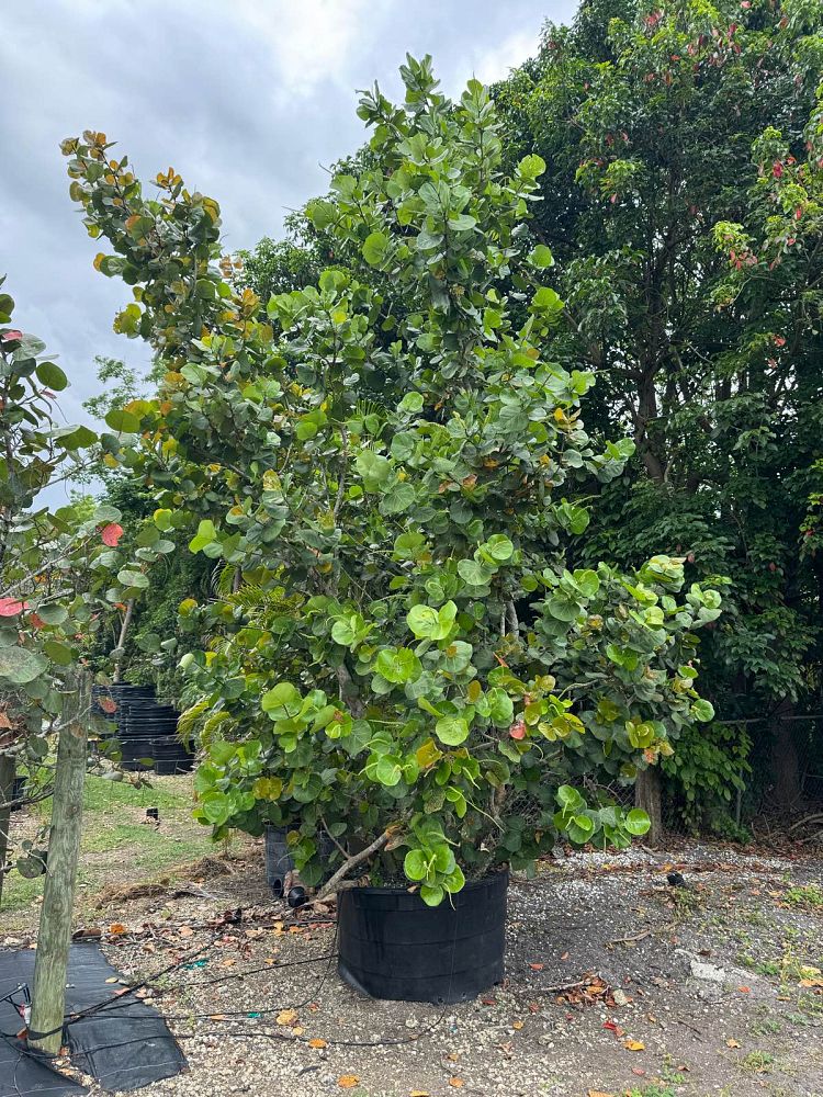 coccoloba-uvifera-sea-grape-seagrape