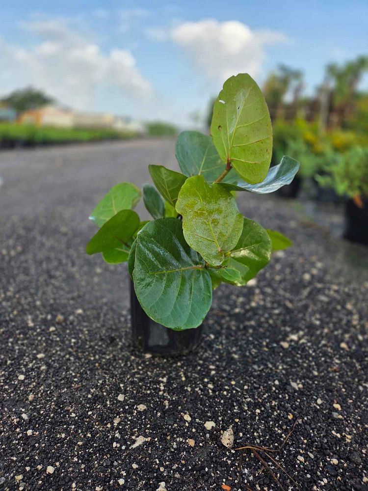 coccoloba-uvifera-sea-grape-seagrape