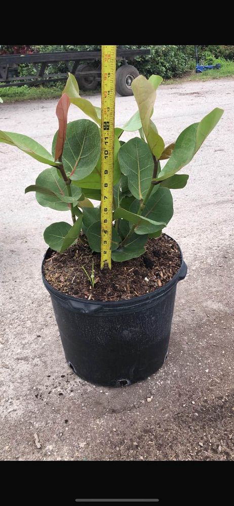 coccoloba-uvifera-sea-grape-seagrape