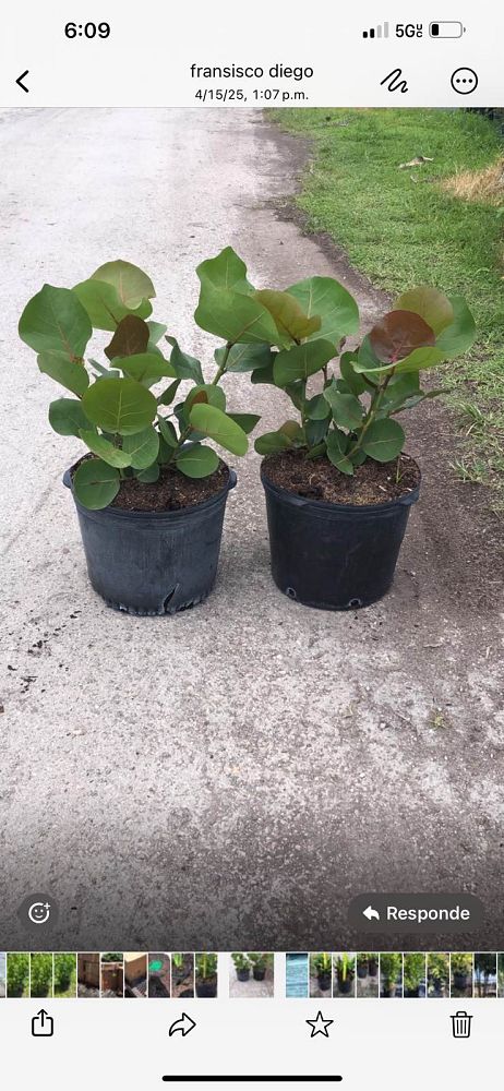 coccoloba-uvifera-sea-grape-seagrape