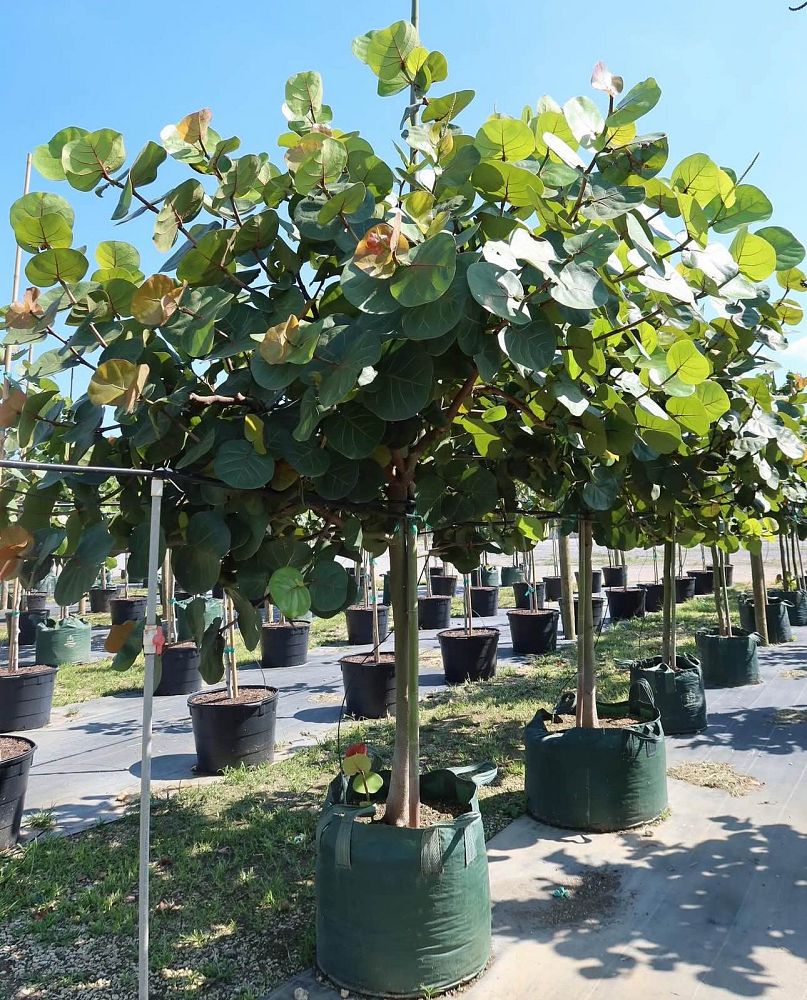 coccoloba-uvifera-sea-grape-seagrape