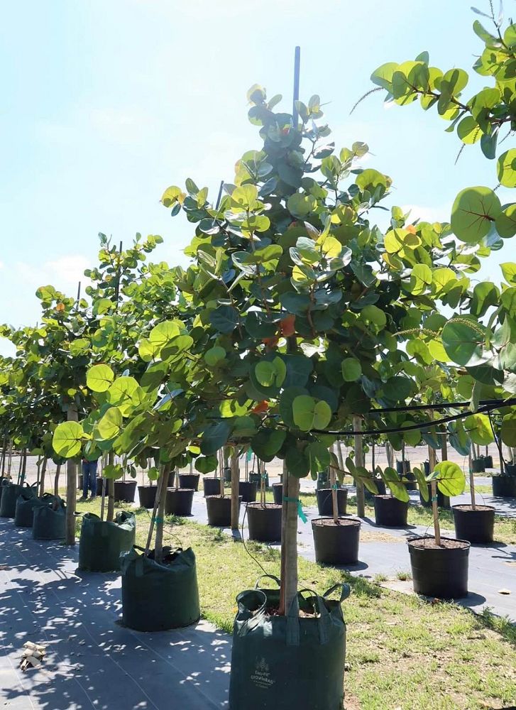 coccoloba-uvifera-sea-grape-seagrape