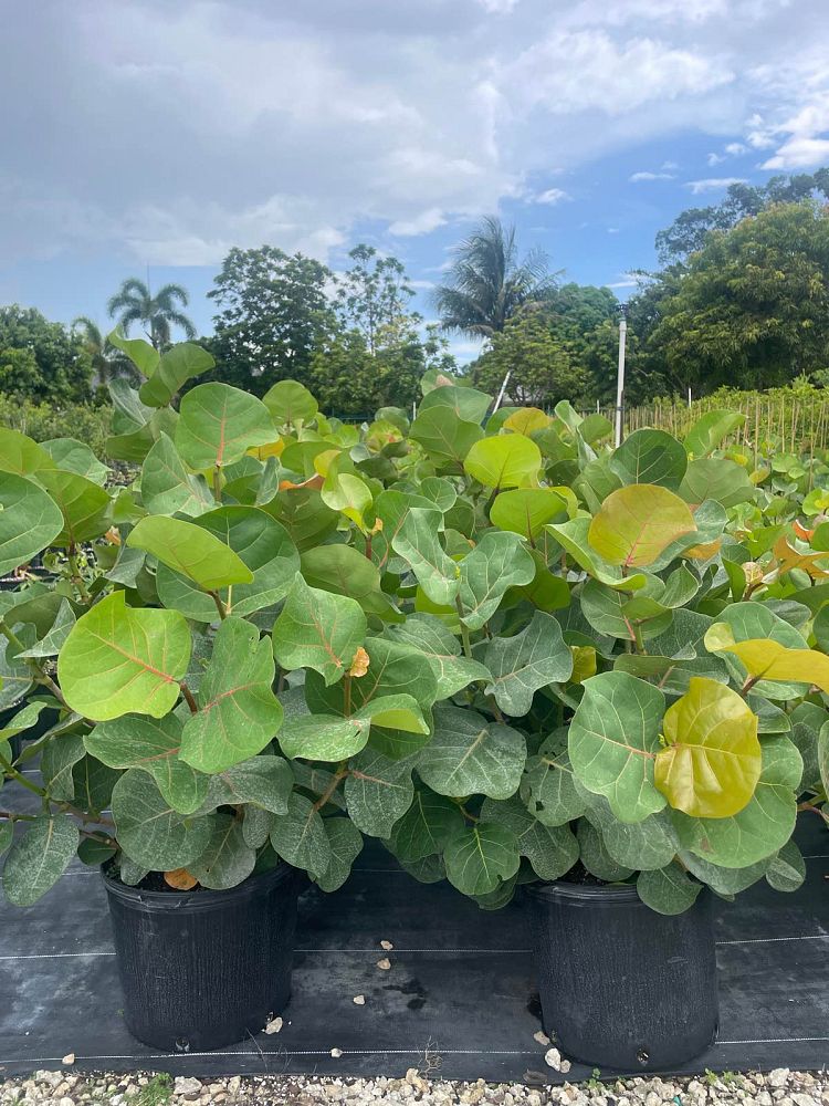 coccoloba-uvifera-sea-grape-seagrape