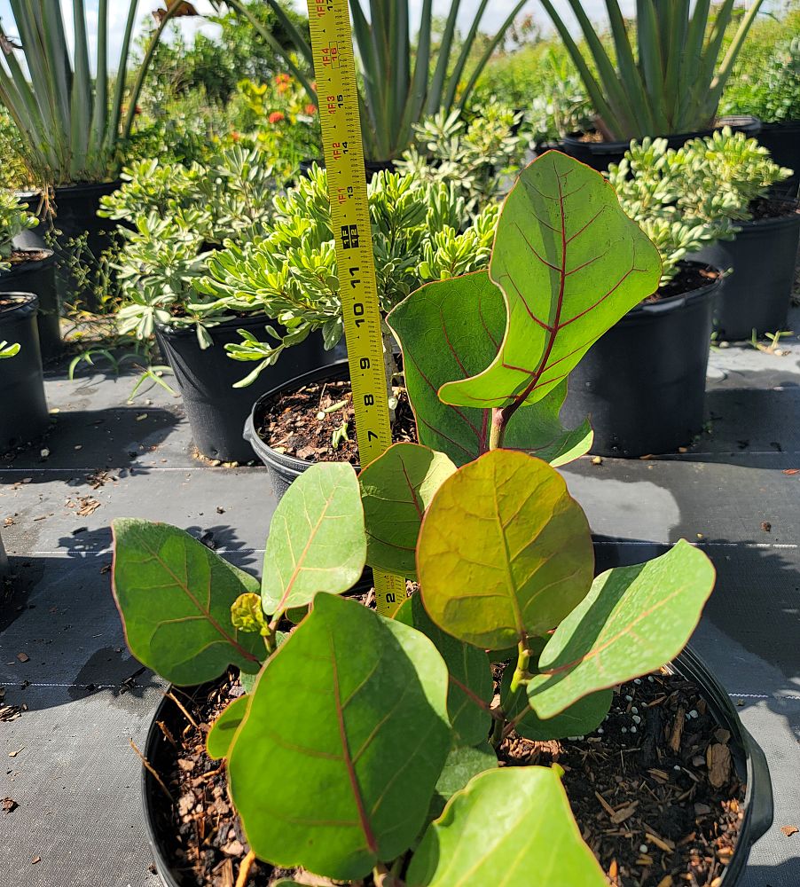 coccoloba-uvifera-sea-grape-seagrape