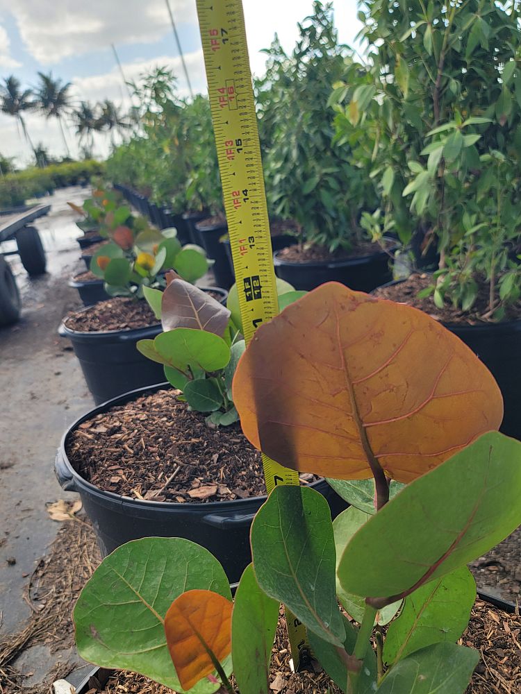 coccoloba-uvifera-sea-grape-seagrape