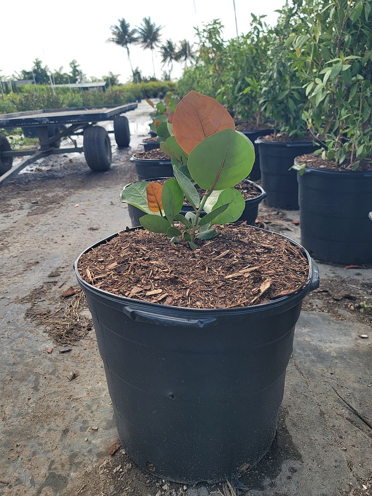 coccoloba-uvifera-sea-grape-seagrape