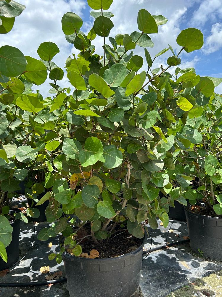 coccoloba-uvifera-sea-grape-seagrape