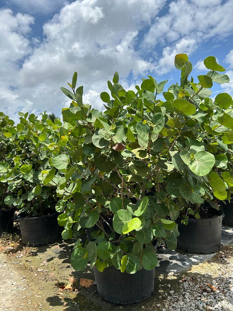 coccoloba-uvifera-sea-grape-seagrape