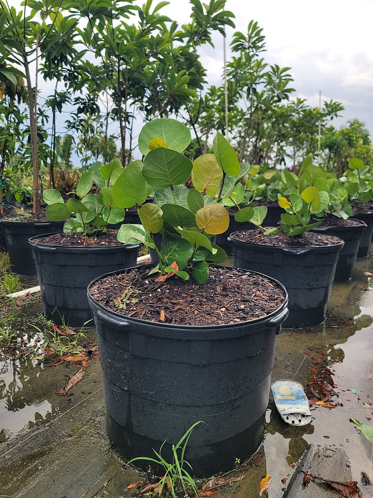 coccoloba-uvifera-sea-grape-seagrape