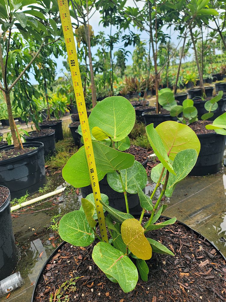 coccoloba-uvifera-sea-grape-seagrape