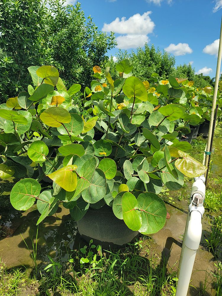 coccoloba-uvifera-sea-grape-seagrape