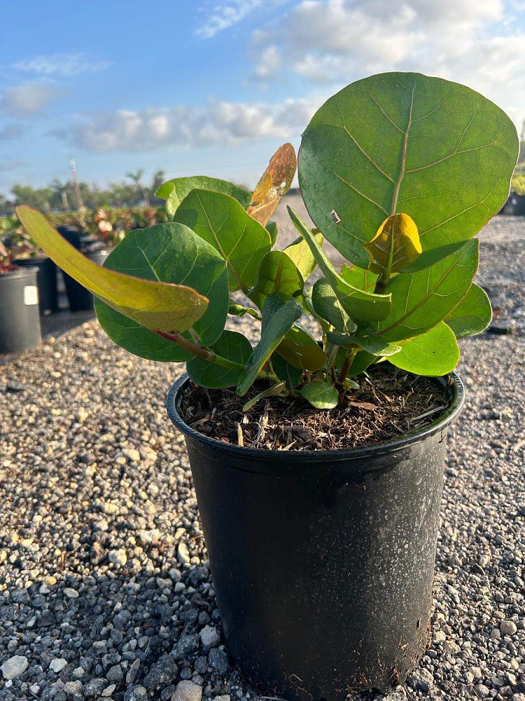 coccoloba-uvifera-sea-grape-seagrape
