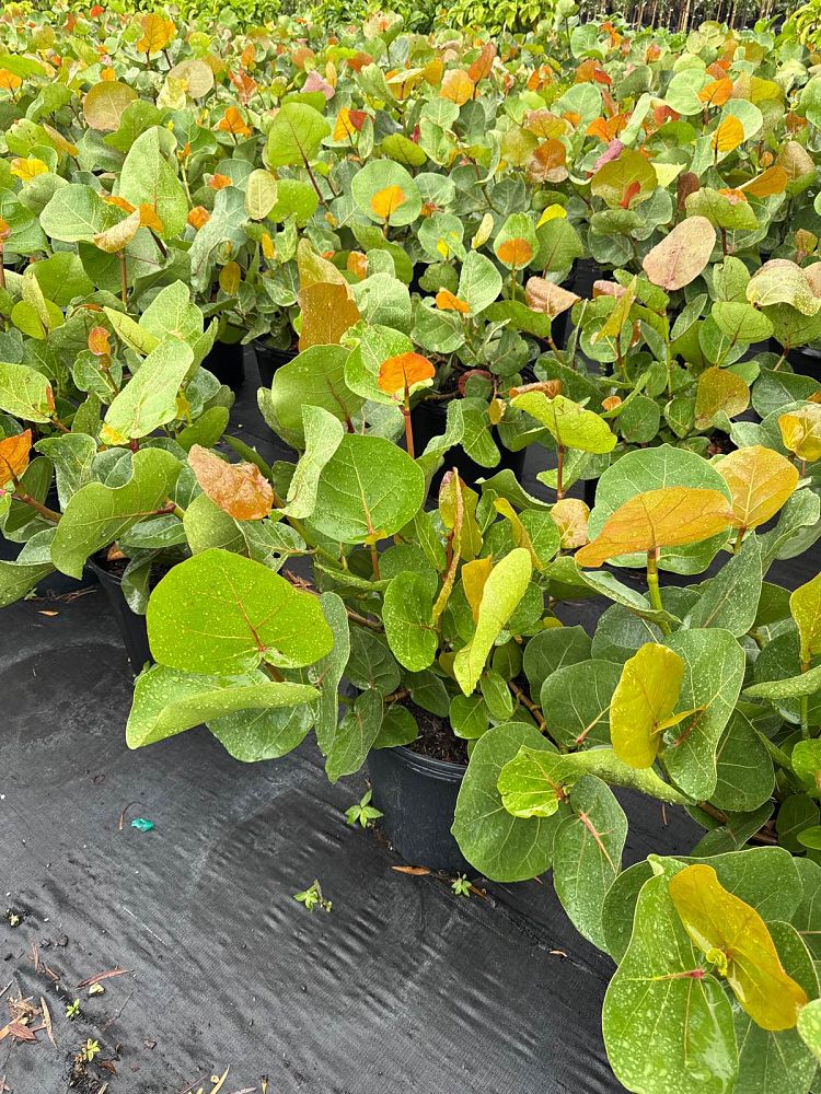 coccoloba-uvifera-sea-grape-seagrape
