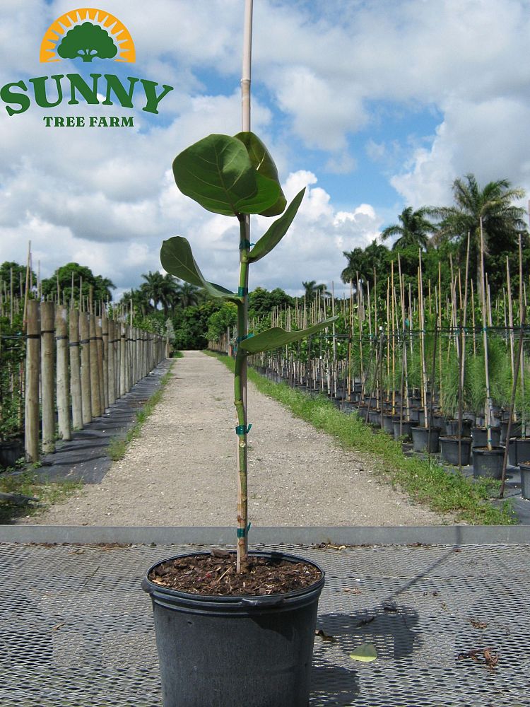 coccoloba-uvifera-sea-grape-seagrape