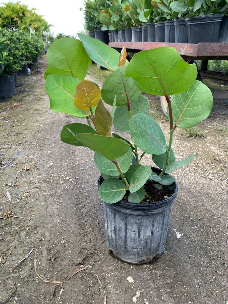 coccoloba-uvifera-sea-grape-seagrape