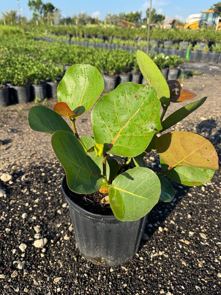 coccoloba-uvifera-sea-grape-seagrape