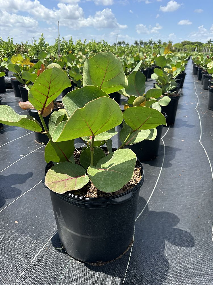 coccoloba-uvifera-sea-grape-seagrape