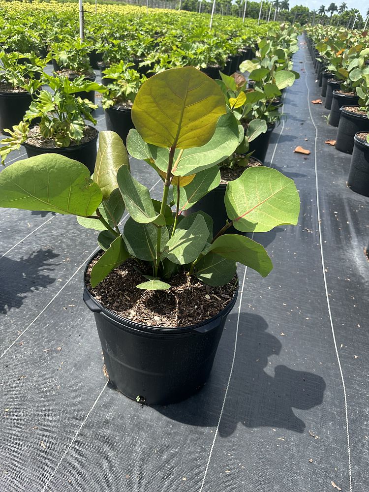 coccoloba-uvifera-sea-grape-seagrape