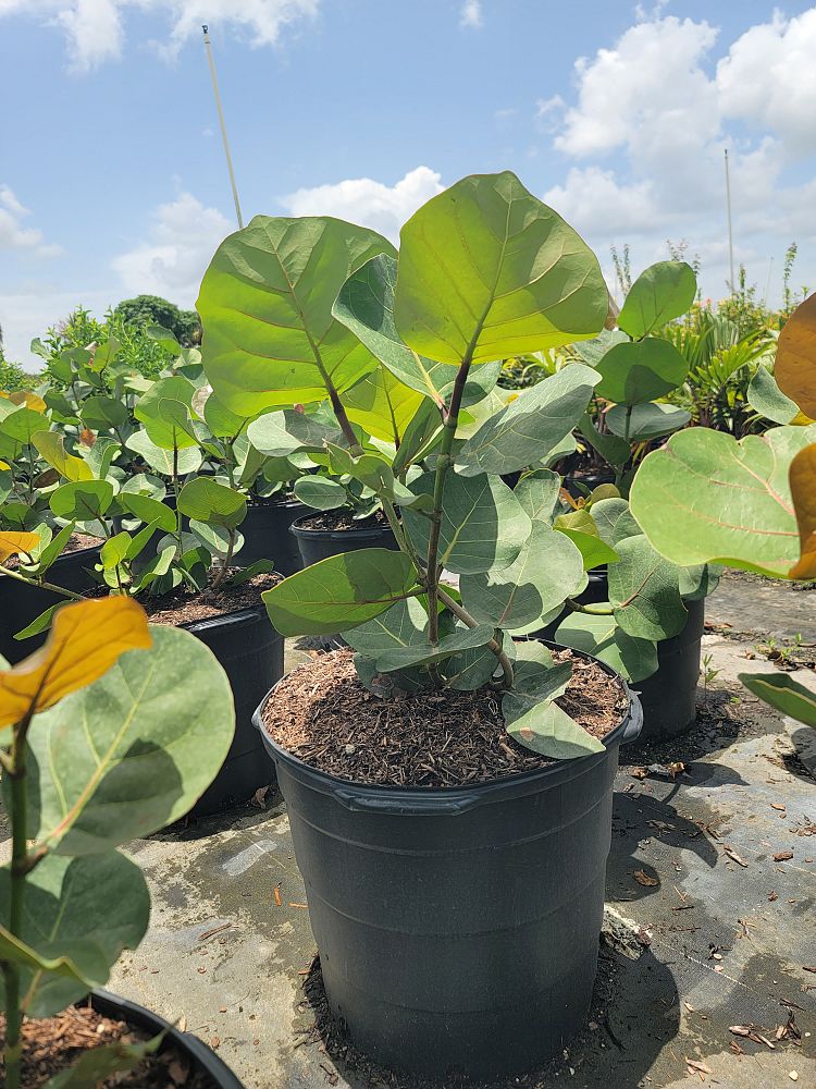 coccoloba-uvifera-sea-grape-seagrape