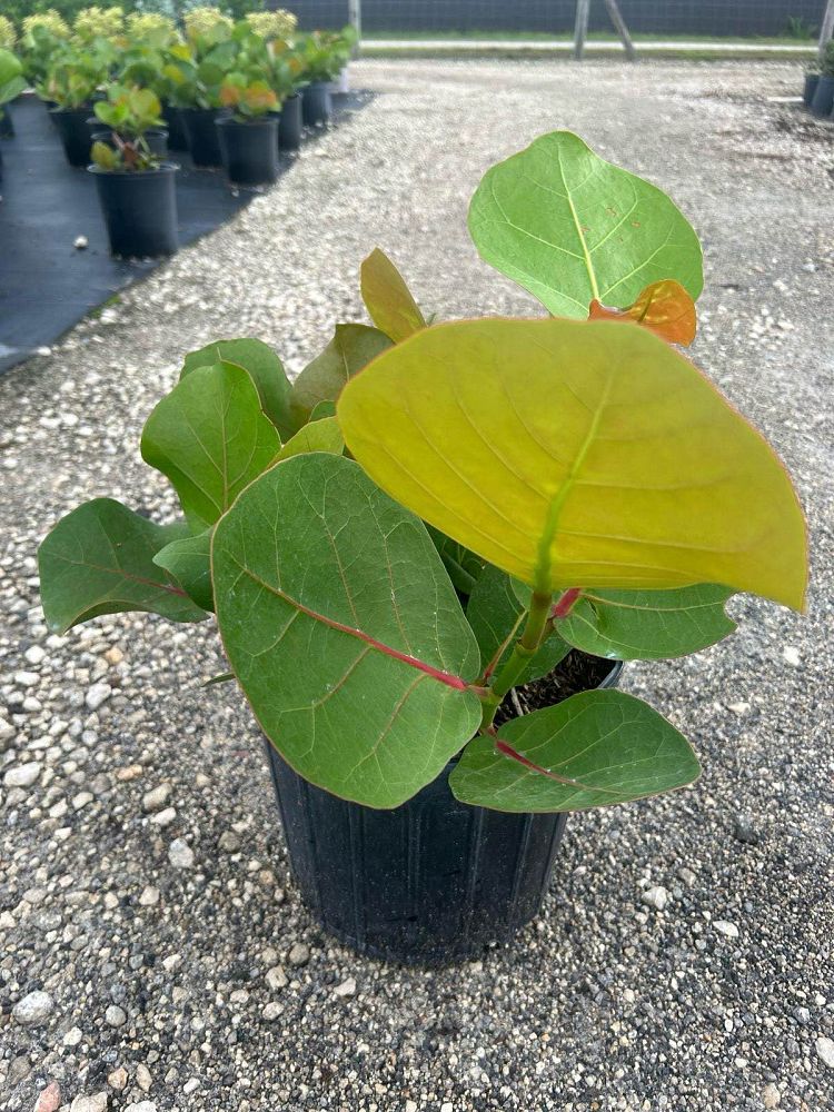coccoloba-uvifera-sea-grape-seagrape