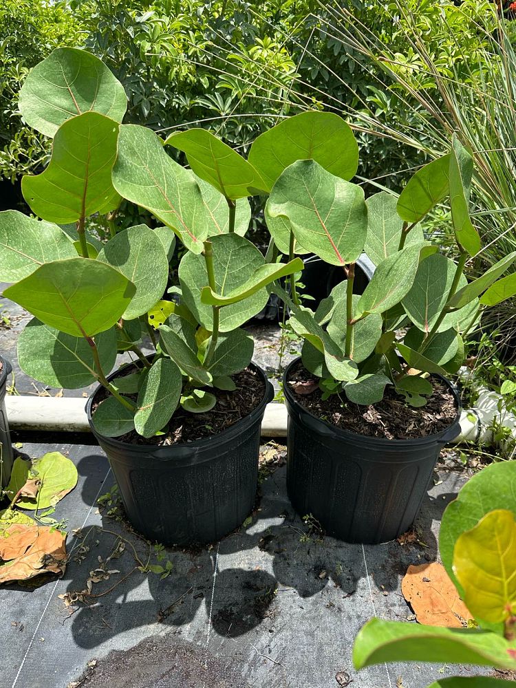 coccoloba-uvifera-sea-grape-seagrape