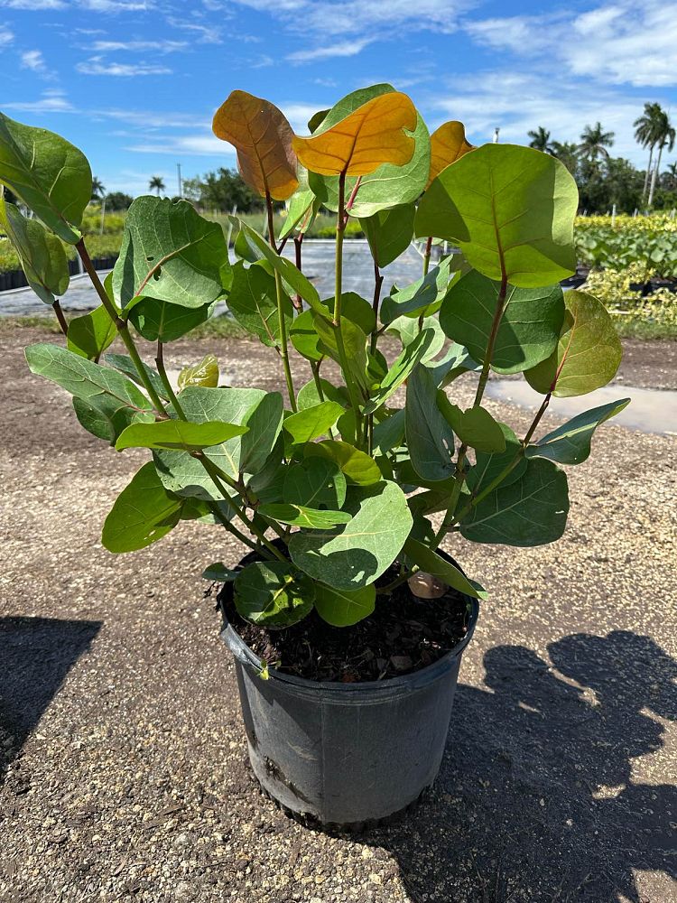 coccoloba-uvifera-sea-grape-seagrape