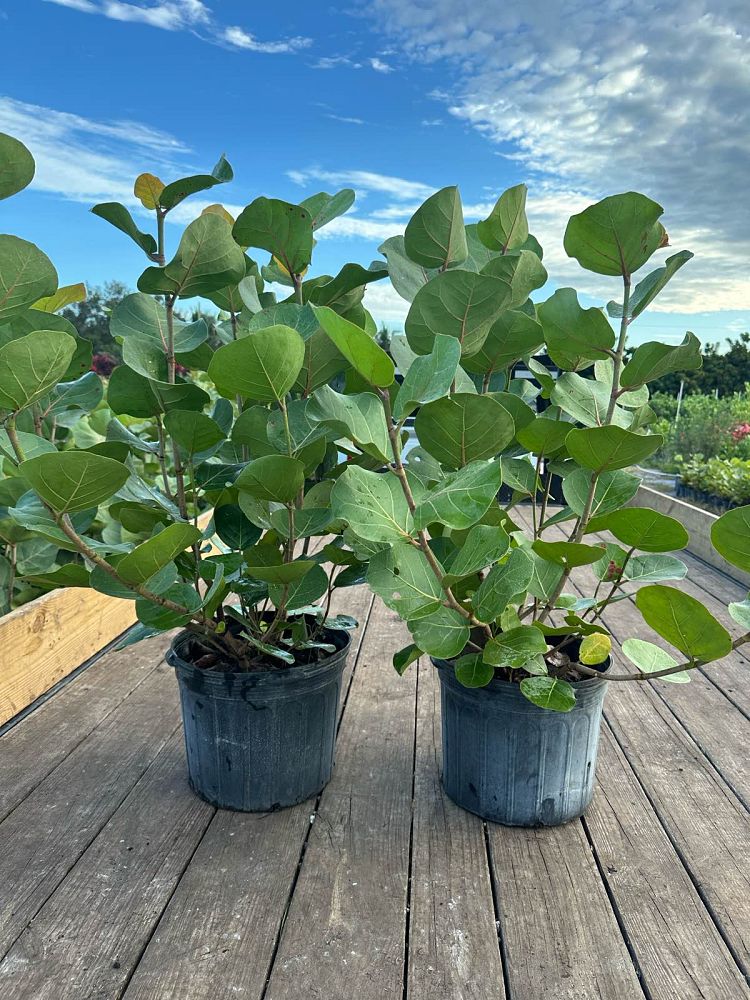 coccoloba-uvifera-sea-grape-seagrape