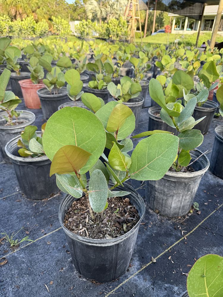 coccoloba-uvifera-sea-grape-seagrape