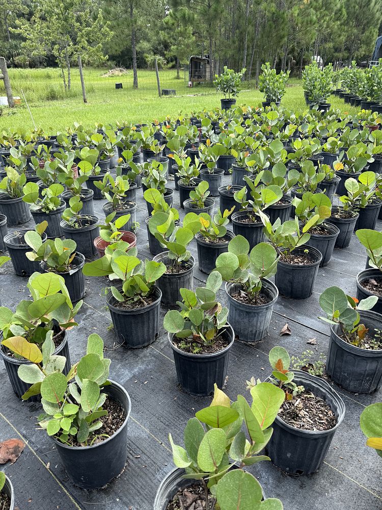 coccoloba-uvifera-sea-grape-seagrape