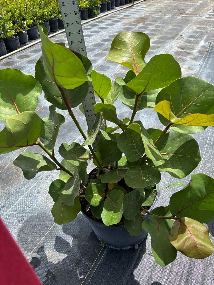 coccoloba-uvifera-sea-grape-seagrape