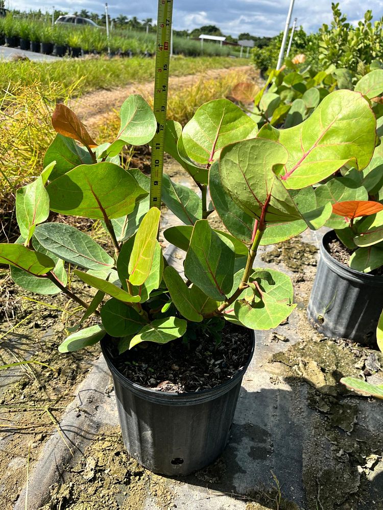 coccoloba-uvifera-sea-grape-seagrape