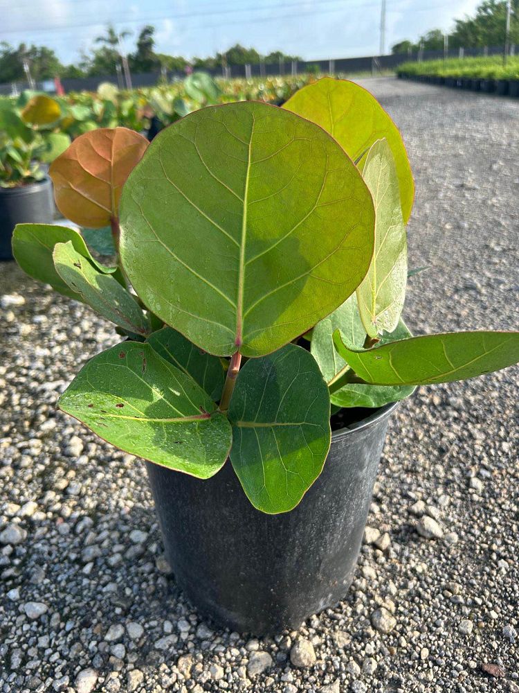 coccoloba-uvifera-sea-grape-seagrape