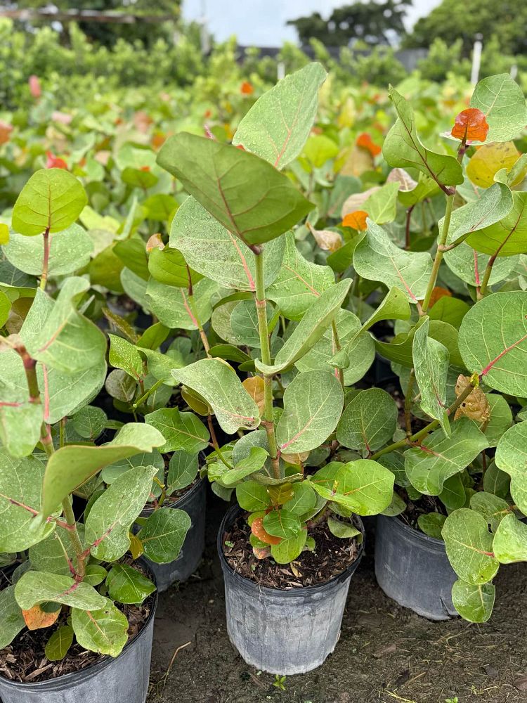 coccoloba-uvifera-sea-grape-seagrape
