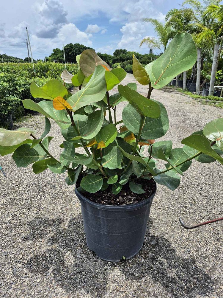 coccoloba-uvifera-sea-grape-seagrape