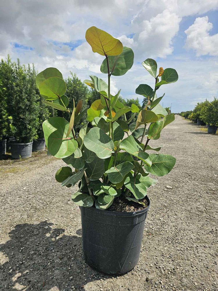 coccoloba-uvifera-sea-grape-seagrape