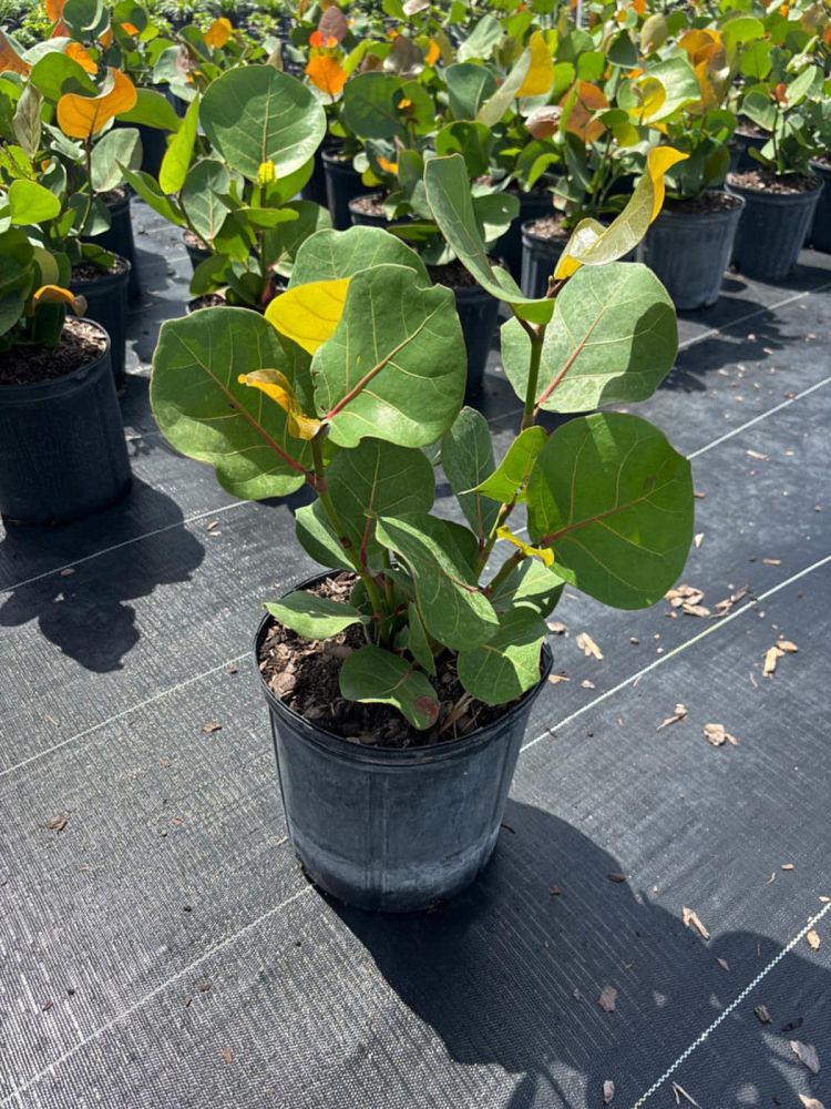 coccoloba-uvifera-sea-grape-seagrape