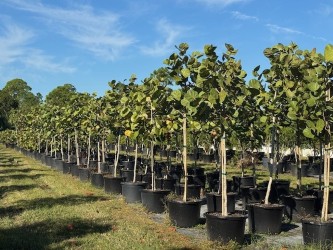 coccoloba-uvifera-sea-grape-seagrape