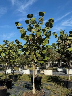 coccoloba-uvifera-sea-grape-seagrape